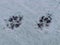 Footprints clear in a dusting of snow