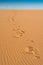 Footprints at Coral Pink Sand Dunes State Park, Ut