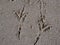 Footprints crow in sand