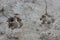 The footprints of dogs on dry mud background.