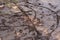 Footprints on drying road dirt after heavy rain. Bicycle and shoe prints. Summer evening