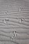 Footprints of an emu bird on a sand dune, close to Juren Bay, Western Australia WA, west coast