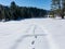 Footprints in freshly fallen snow in Pisgah Forest