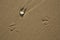 Footprints of a gull and a shell on the beach