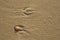 Footprints of a gull and a shell on the beach