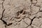 The footprints of hyena on the dryed soil