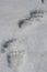 Footprints of a large brown bear in the spring snow