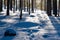 Footprints lead through powdery snow in the forest of Mountain National Park