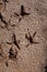 Footprints left by a bird in soft mud