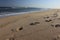 Footprints left in sand at sandy coastal ocean beach