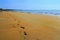 Footprints and pawprints on the beach