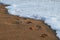 The footprints of peoples and dogs on the sand beach near to sea.