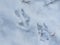 Footprints of a roe deer in deep snow in winter