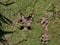 Footprints of a roe deer next to footprints of fox in dried green mud on the ground