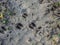 Footprints of a roe deer in very deep and wet mud in the ground