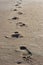 Footprints in the sand near the ocean shore.