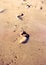 Footprints on sandy beach