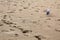 Footprints and seagull on the sandy beach on the Black Sea seaside at Obzor, Bulgaria