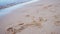 The footprints of a small dog and calm waves on the sandy beach