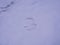 Footprints in the snow in rural areas