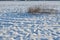 Footprints in a snowy Netherlands field leading to a lonely reed bed