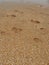 Footprints at sunset with golden sand. Sandy wet beach and footsteps. Healing coarse quartz sand with shells. Vityazevo