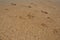 Footprints at sunset with golden sand. Sandy wet beach and footsteps. Healing coarse quartz sand with shells. Vityazevo