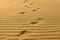 Footprints on the undulating sand