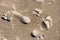 Footprints in the Wadden Sea