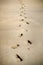 Footprints walking on golden beaches on sunny da.