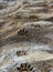 Footprints of wild animal paws on soft wet clay in a bed of a dried river