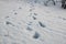 Footprints on the winter carpet , on the white snow, on the layer of frozen crystal