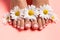 Foots of a girl in the flower buds of daisies, pink pedicure on a pink background. Top view with place for text