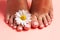 Foots of a girl in the flower buds of daisies, pink pedicure on a pink background. Top view with place for text