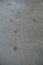 Footstep ,Animal or dog footprints on the concrete, cement floor in gray background. Dog cement texture