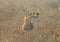 Footstep on beach sand