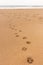 Footsteps of dog on the beach. Paws track on sand. Doggy print on seacoast. Relax time in desert dunes. Vacation with pet on beach