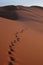 Footsteps in the Sahara Desert