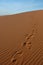 Footsteps in the Sahara Desert