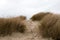 Footsteps in the sand in between sandy grass dunes
