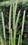 Forage grass timothy (Phleum pratense) grows in the meadow