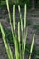 Forage grass timothy (Phleum pratense) grows in the meadow