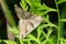 Forage Looper Moth - Caenurgina erechtea