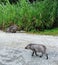 foraged wild boar mother with kid in the forest