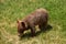 Foraging Baby Black Bear Cub Looking for a Snack