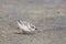 Foraging Baby Piping Plover