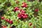 Foraging background with edible berries