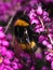 Foraging bee flying in front of a yellow flower looking for pollen