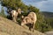 Foraging BigHorn Sheep (Ovis canadensis) ram portrait. Canadian Rockies Jasper National Park