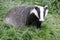 Foraging British Badger moving through grassland in early evening